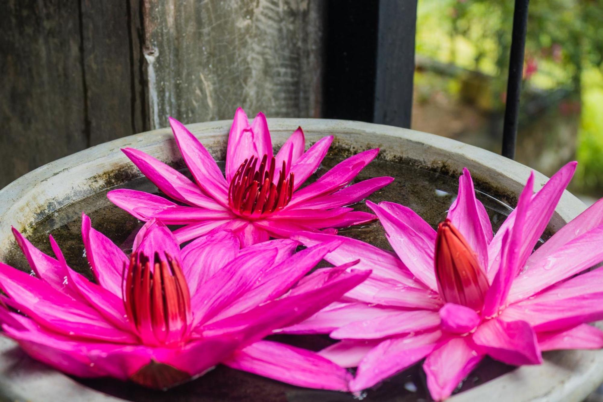 Kandy Victoria Eco Resort Экстерьер фото
